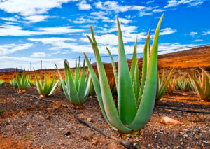 Aloe Vera Plantation, Aloe Farm, Aloe Vera